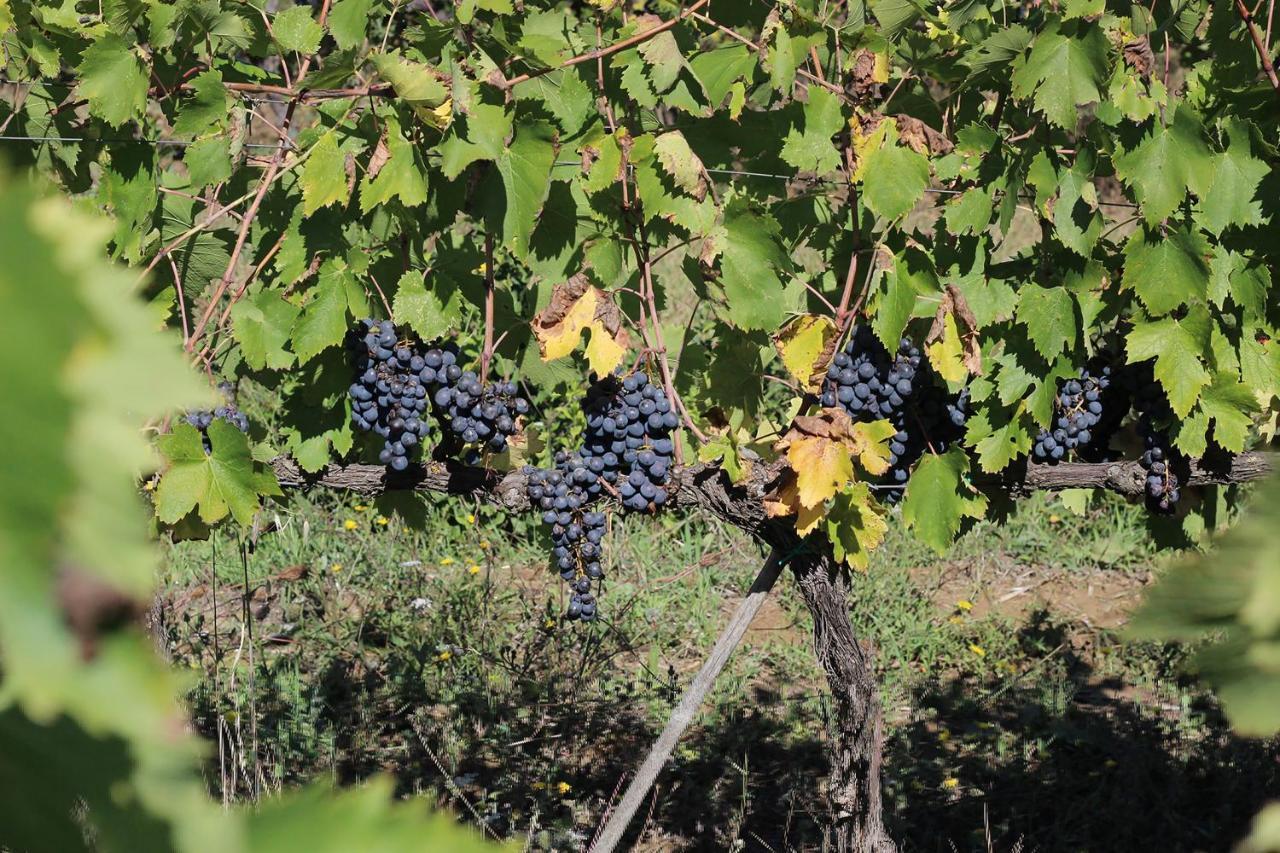 La Striscia Wine Resort อาเรซโซ ภายนอก รูปภาพ